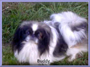 Buddy 2.jpg (32486 bytes)