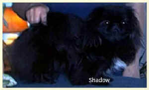 Shadow 32working.jpg (25011 bytes)